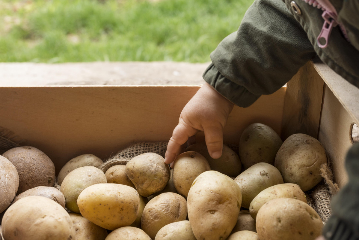 Patatas