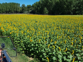 Girasol Alija