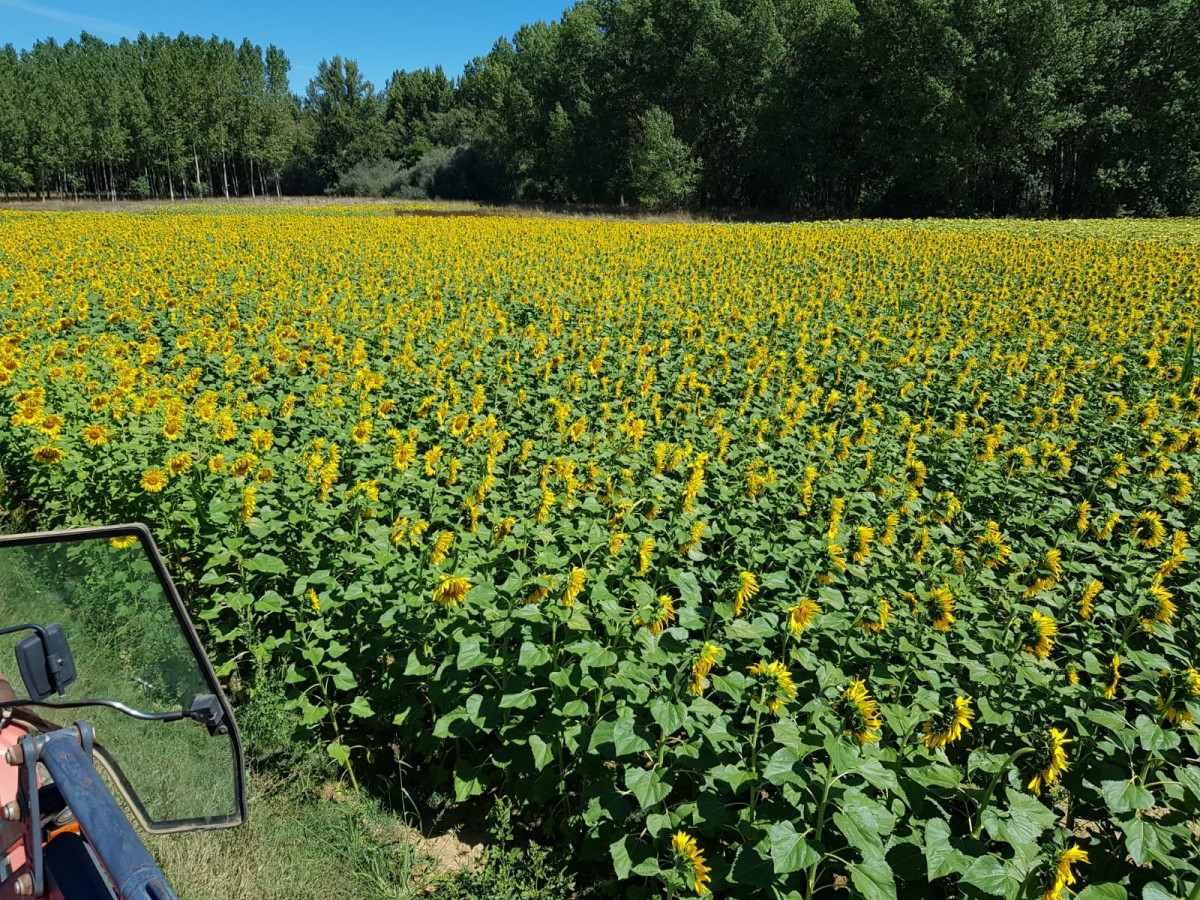 Girasol Alija