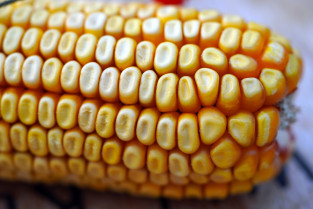 Corn 6717635 1280