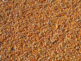 Corn 264520 1280