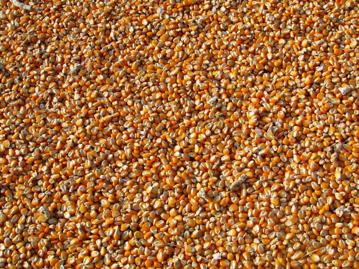 Corn 264520 1280