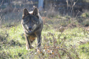 Lobo Carlos
