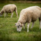Sheeps 6839117 1280