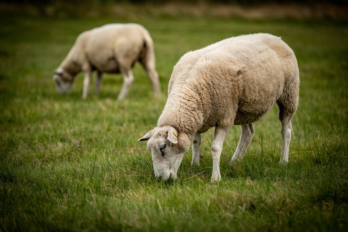 Sheeps 6839117 1280