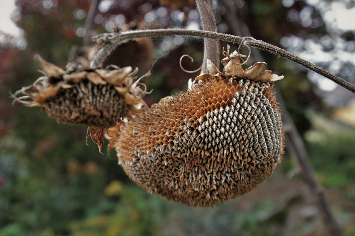 Girasoles Secos