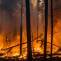 Incendio Forestal