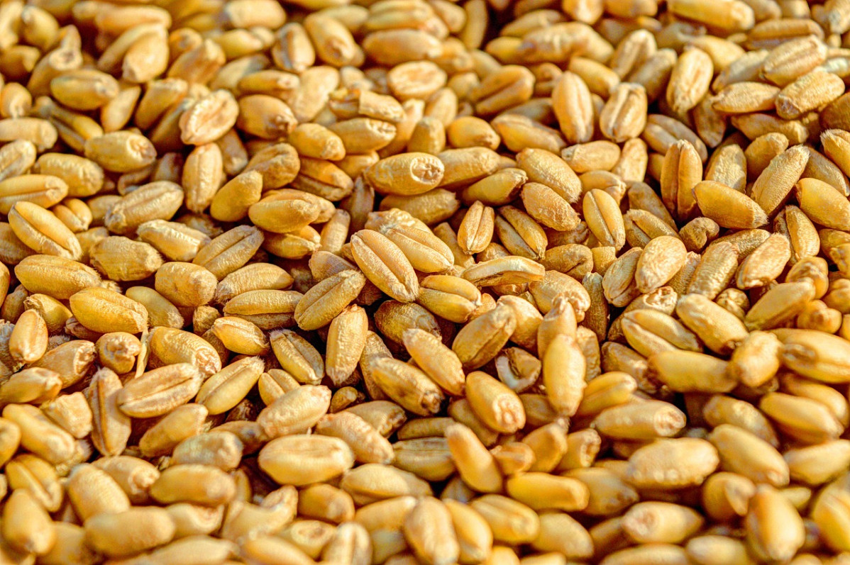 Wheat 381848 1280