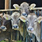 Vacas
