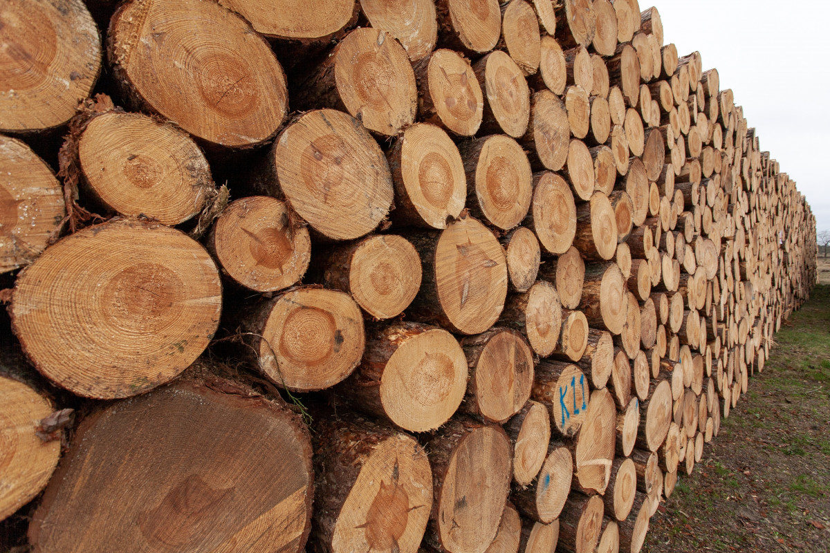 Selection wooden stumps countryside