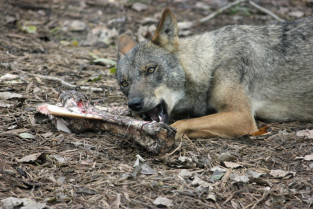Lobo