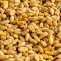 Trigo grano