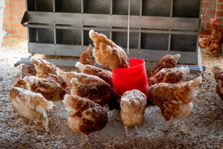Gallinas