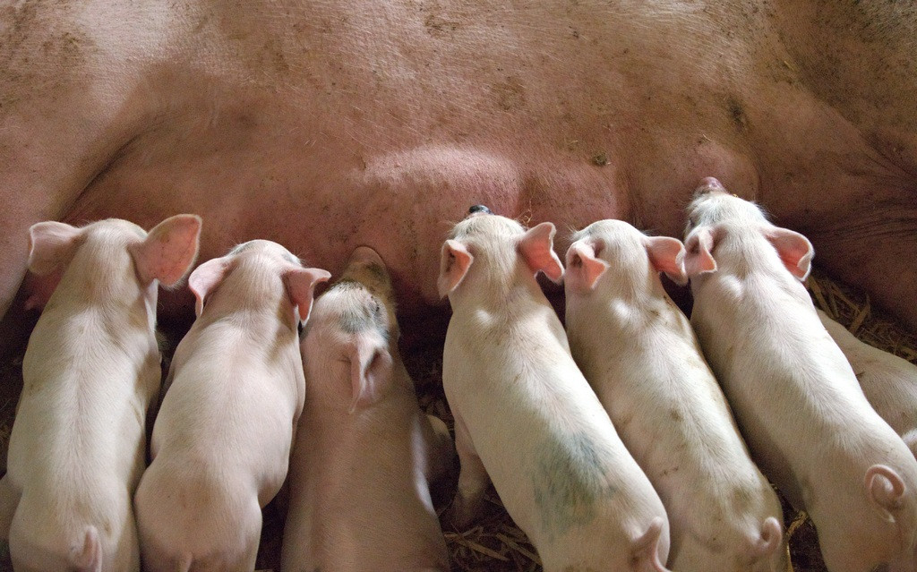 Hay farm barn animal cute leg 507104 pxhere
