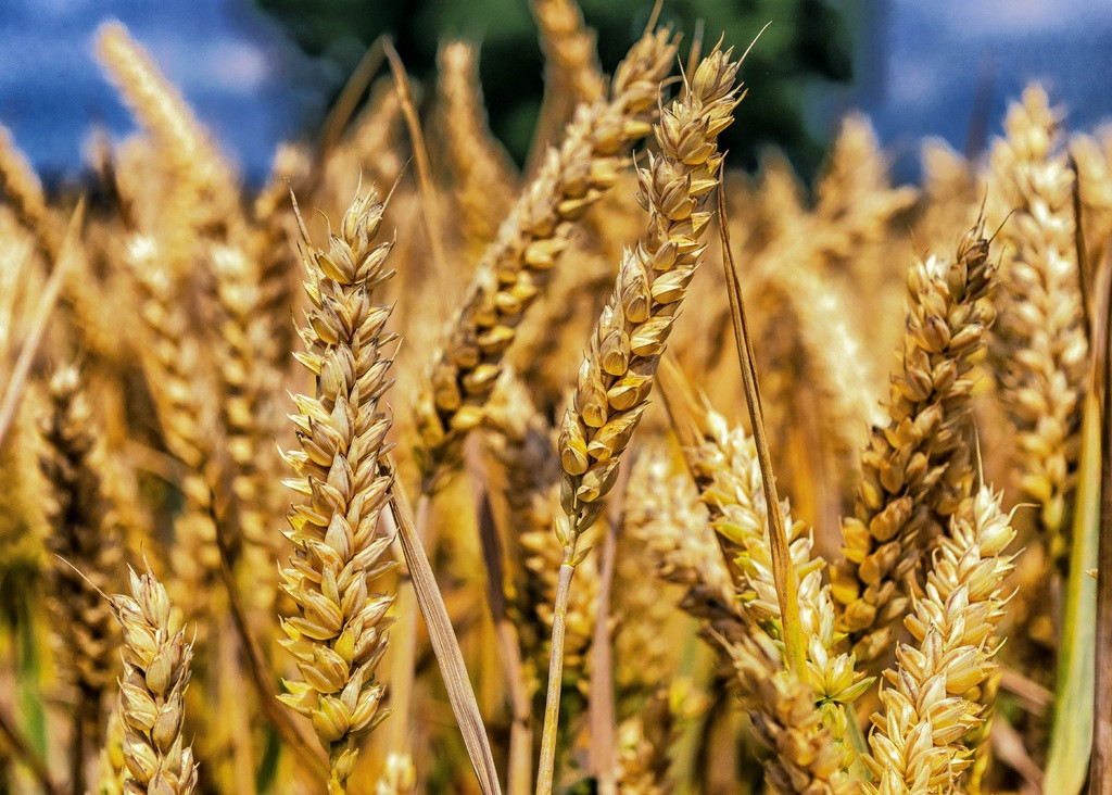 Plant field wheat grain food crop 591083 pxhere