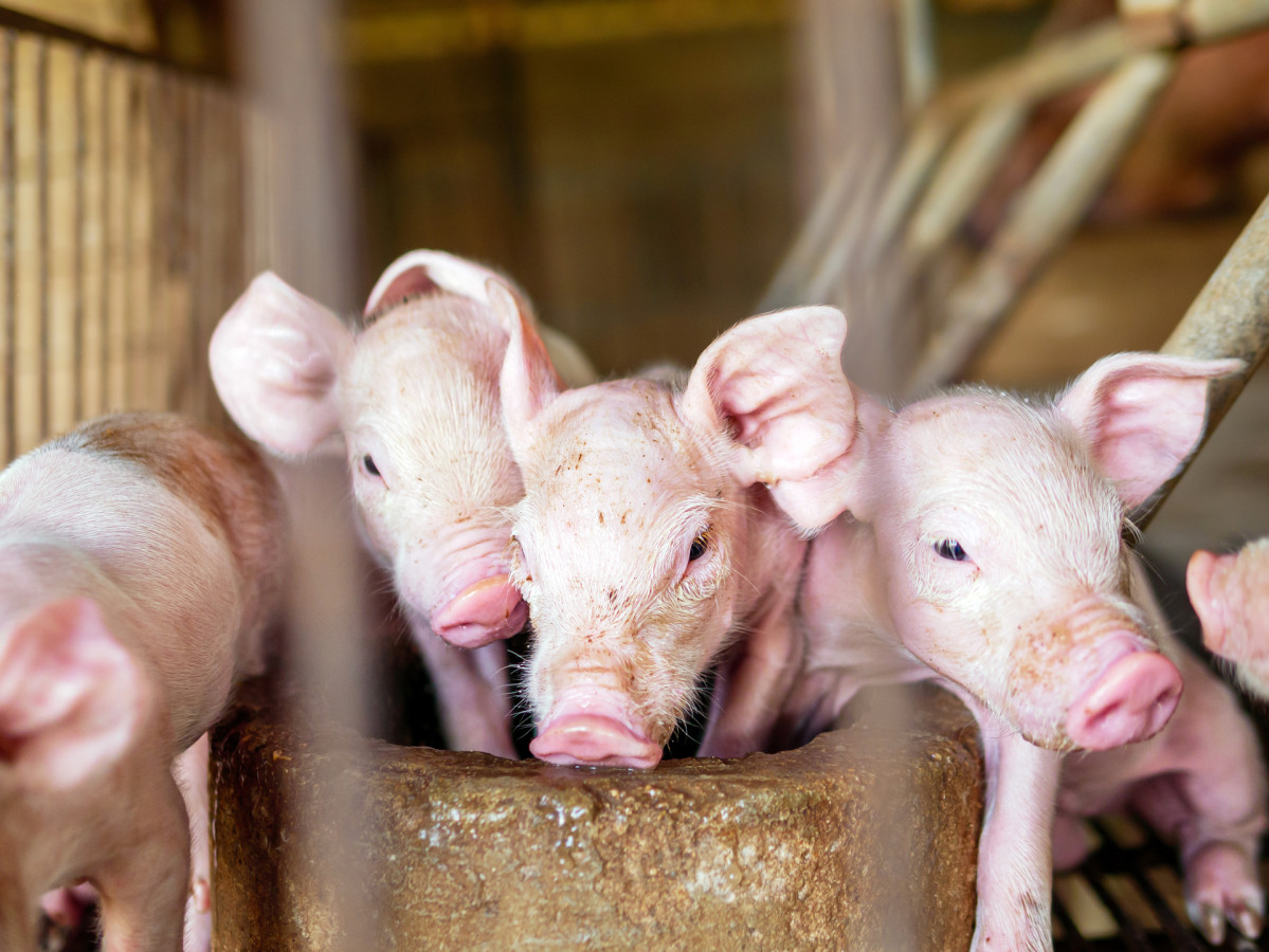 Medium vecteezy many piglet cute newborn in the pig farm with other piglets 52039849 medium
