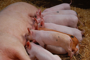 Pigs 7042981 1280