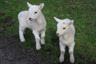 Nature pasture sheep mammal lamb mountain goat 1341076 pxhere