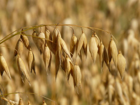 Grass branch plant field barley wheat 1145796 pxhere