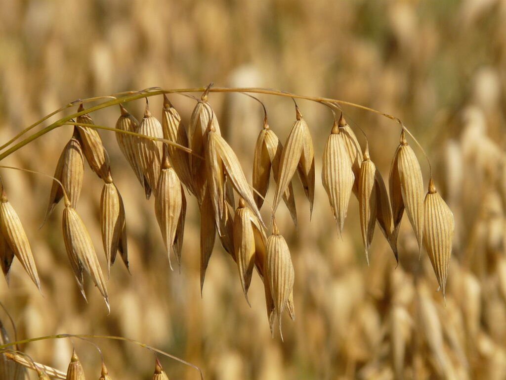 Grass branch plant field barley wheat 1145796 pxhere