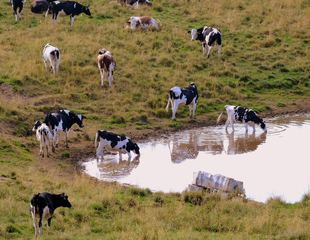 Mountain meadow wildlife green cow herd 498153 pxhere