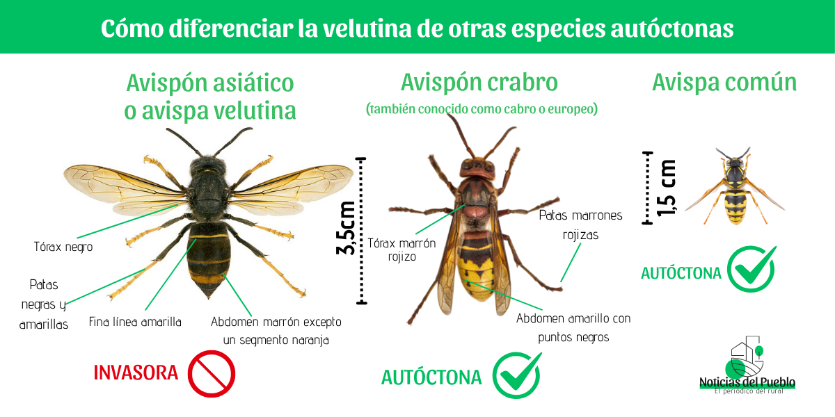 Avispa Asiatica Diferencias