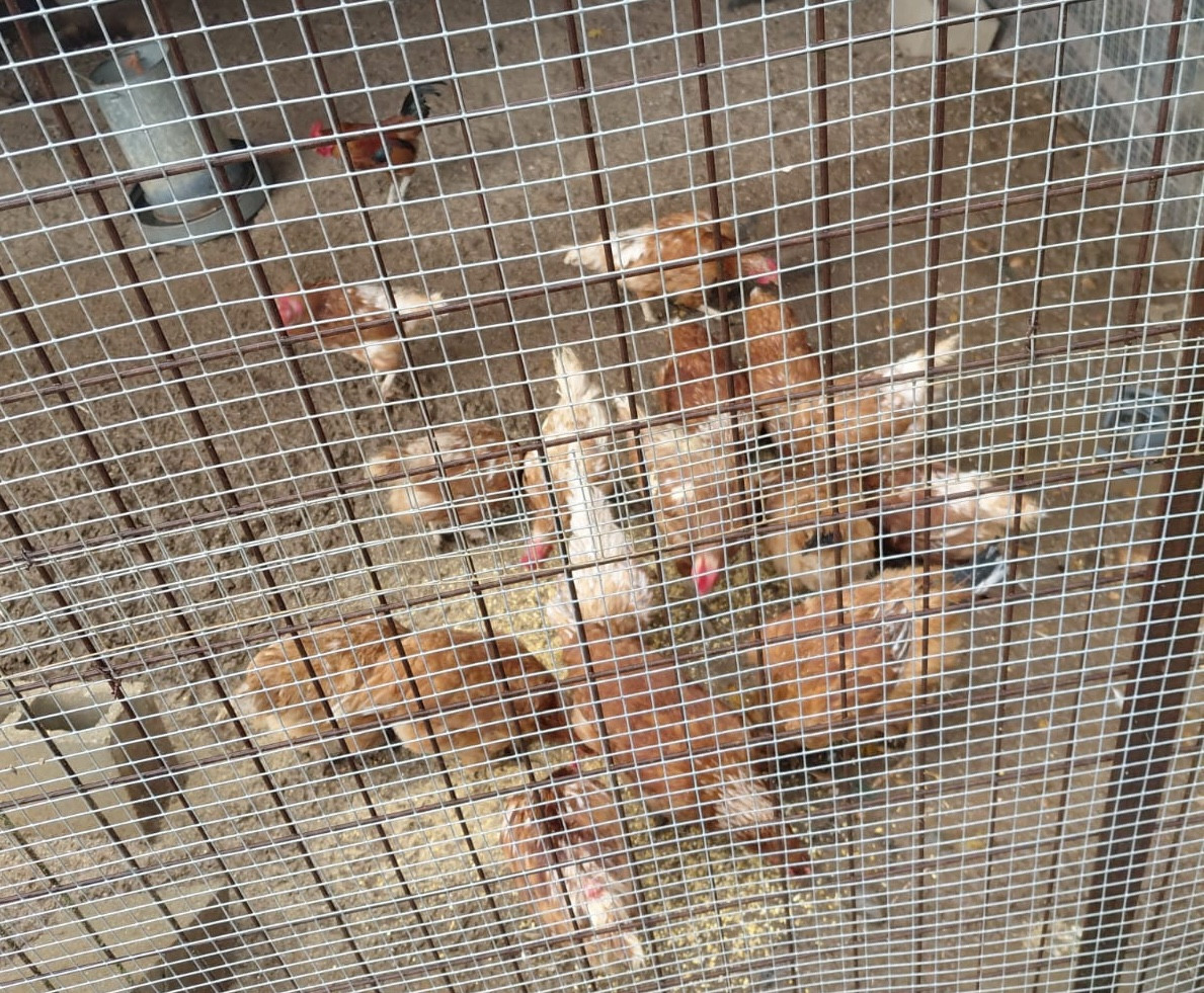 WhatsApp Image 2025 11 14 at 13.19.30