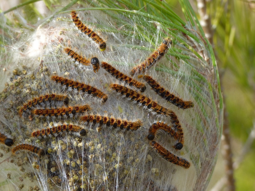Pine wildlife insect fauna invertebrate caterpillar 1192389 pxhere